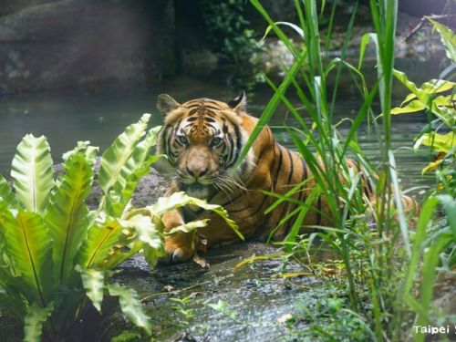 動物園裡的夏日清涼派對：泡澡游泳玩水消暑趣